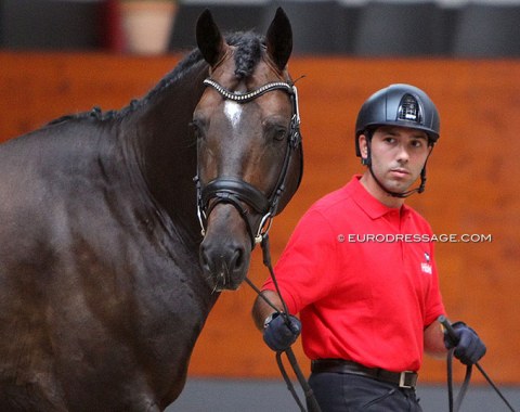 Manuel Dominguez Bernal with the American owned Escamillo (by Escolar x Rohdiamant)