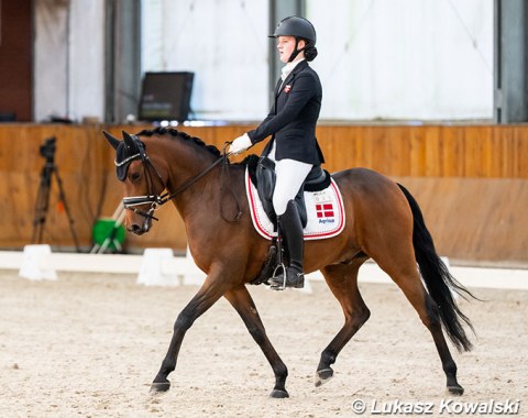Wigne Munch Wiberg on Noerlunds Vladimir (by Noerlunds Vincente x Lady's Wise Guy)