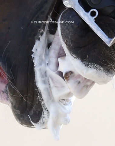 Marshmallow fluff or sugar? The sticky sugary paste seems to go unnoticed by the FEI stewards and the product has now become "en vogue" amongst some riders despite the FEI ban as of 2022. Quite a few horses with "fluffy" mouths were seen in Hagen