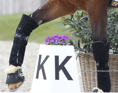 Hyper-bandaging: the latest trend in dressage fashion.