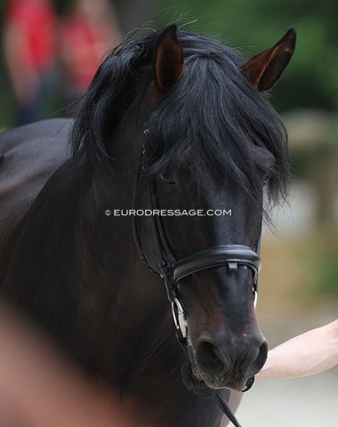 The fresh-out-of-bed look. A lot of riders don't even bother to plait their horses for the trot up. A sad development...