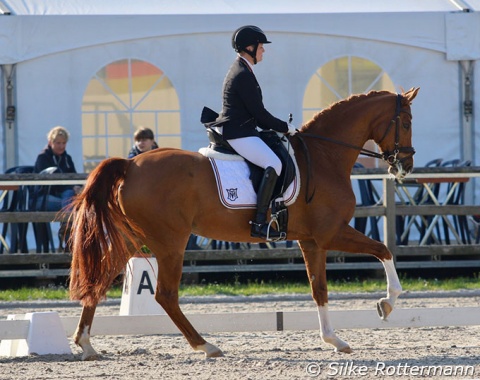 The petite long legged Belissima M (by Belissimo x Weltmeyer) was presented in a good frame in grade IV by „chestnut rider“ Hanne Brenner whose international career happened entirely on horses of this colour.
