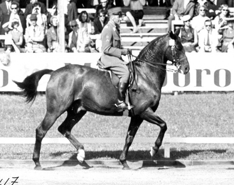 One of Switzerland’s mainstays in the 1960s, the 1960 Olympic silver medalist Wald, unfortunately was not on top of his game in Berne.The massive Swedish gelding by Drabant just finished 8th and was retired from the competition afterwards. Nonetheless both received team silver.
