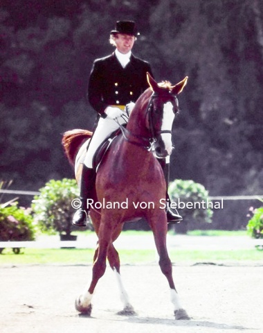Former jumping rider Larsen from Denmark and the Gaspari-son Coq d’Or improved from championships to championships. In 1982 they took the team bronze and were 9th in the Grand Prix.