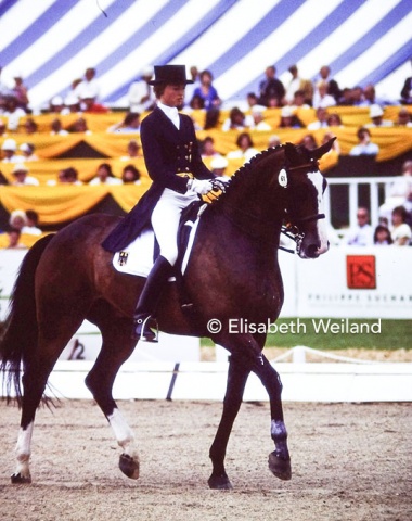 The KWPN Ampère by the Trakehner Amagun had been the youngest horse at the Olympics two years earlier. At Cedar Valley the sympathetic gelding was still only 8, placed 5th in the Grand Prix and became team World champion with his new rider, young Gina Capellmann.