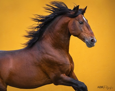 The Lusitano: power, grace, beauty and athleticism