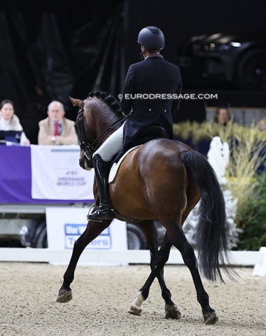 Brecht d'Hoore on the Korean owned KWPN stallion Inverness (by Everdale x Johnson)