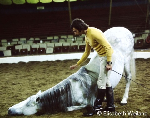It might look unnatural, but laying down in front to allow the rider an elegant jump-off the bare back descends from natural behavior. Fredy Knie junior and his legendary PRE stallion Parzi in the 1970s.