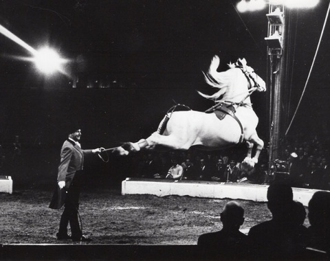 Fredy Knie senior’s Lipizzans showed excellent airs above the ground, here Alea in a copybook capriole.