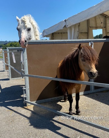 The traveling circus stars have all the comfort (and more) of horses who are permanently stabled.