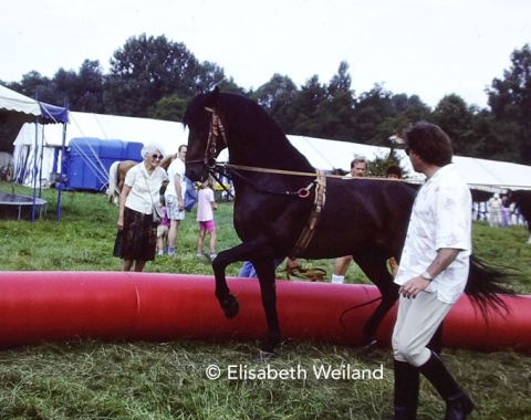 Fredy Knie junior trains in an outdoor manège in the 1980s while the circus is on tour, visitors watching