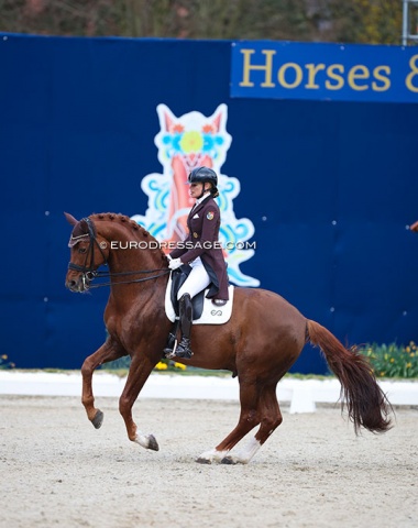Yara Reichert on the Swedish bred Springbank II (by Skovens Rafael x De Niro). The stallion stood out with his incredible rideability, but the Grand Prix work all looked quite green at this point. The right pirouette and extended canter were the highlights