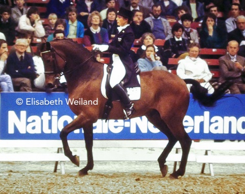Ahlerich’s 3 years older full-brother Amon, a Westfalian by Angelo xx-Donar, carried his rider Annemarie Sanders from juniors to three Olympic Games