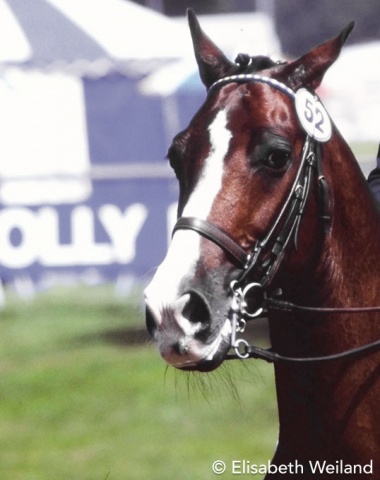 16-year-old Danish bred Aleks (by Aleksander) was a mainstay on Swedish teams from 1982 on. Goodwood was his last international championships with Ingamay Bylund.