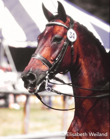 The oldest horse at the Europeans 1987: The 19-year-old Westfalian Amon (by Angelo xx-Donar) was on Dutch senior teams since 1978. His full-brother Ahlerich would’ve been the title defender, but stayed absent.