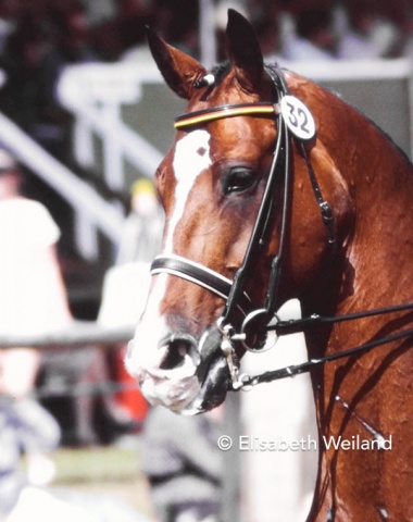 Born in 1975 Ideaal, just like numerous horses of his time, had a long and successful international career and won medals with three riders: Johann Hinnemann, Sven Rothenberger and Gonnelien Gordijn (Rothenberger).