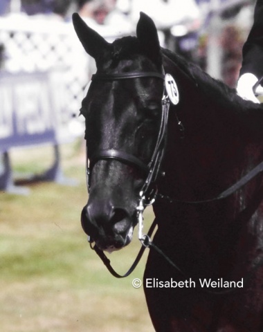 Diana Mason’s British bred Prince Consort who competed in two Olympic Games (1984 and 1988)