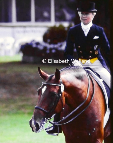 The brown Hanoverian gelding Maritim (by Matrose) had been the top priced Verden auction horse in 1981. Although he never achievef the same brilliance like his predecessor Corlandus, he became Margit Otto-Crépin’s 1992 Olympic horse.