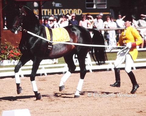 Member of the British team on Dutch Gold, Jennie Loriston-Clarke showed his sire Dutch Courage (by Millerole xx) in long-reins during the breaks. Both had been the sensation of the 1978 World Championships in the same place, winning individual bronze.