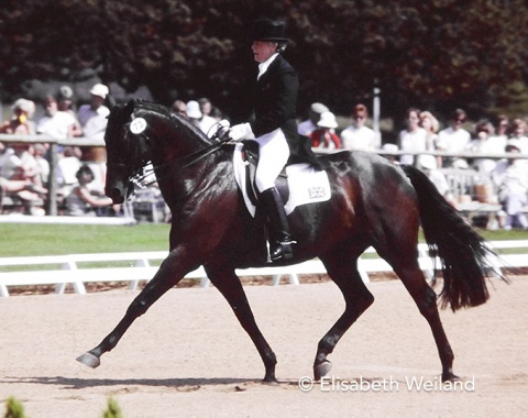European eventing champion in the 1950s, then turned dressage rider: The late Diana Mason on her last international horse, the Anglo Arab Prince Consort x.