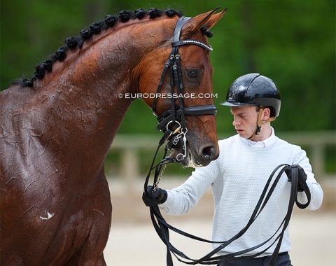 Belgian Nico Nyssen will ride the KWPN licensed stallion Expression in the horse's first CDI since March 2020 (previously shown by Diederik van Silfhout). The bay was very wound up and out of sorts today