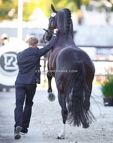 Matthias Rath handling his wild stallion Thiago GS