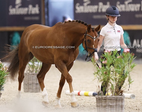 Evie Head trotting up WS Jackson