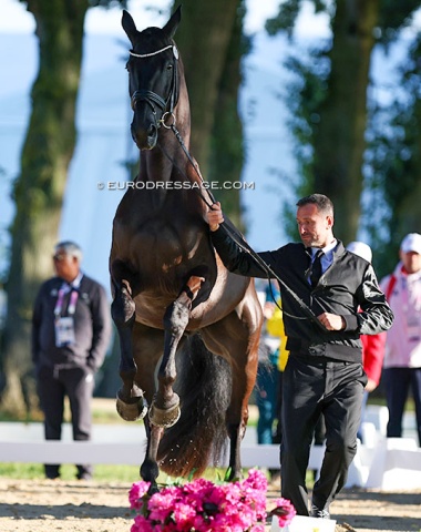 Domien Michiels' Intermezzo van het Meerdaalhof was the friskiest of all