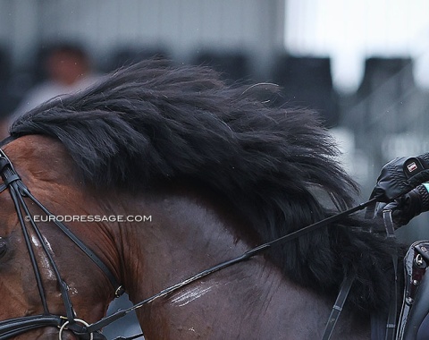 A serious set of mane