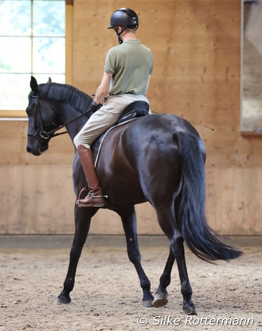 The transition from travers canter to travers trot on the circle is a very demanding one whichrequires good coordination of the horse.