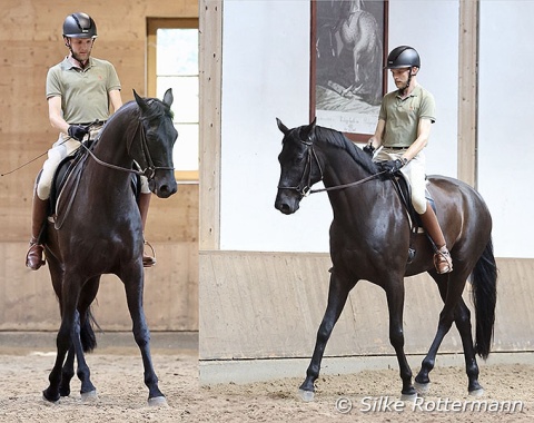 Unlike the leg-yielding, the half-pass requires a flexion and bend in the direction the horse is traveling, with the forehand leading