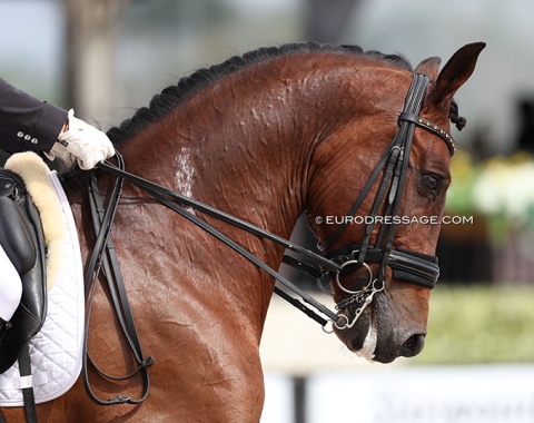 The PRE bred Ulises de Ymas