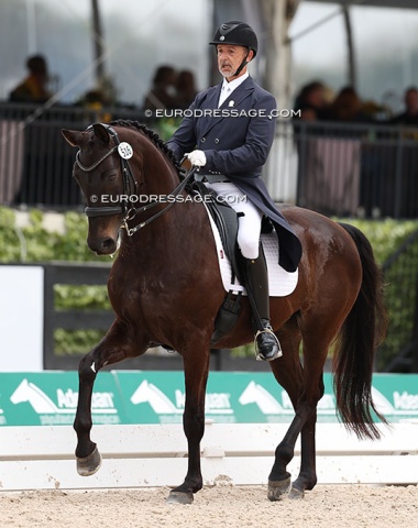 Holger Bechtloff on 16-year old Westfalian Ferrari (by Florestan x Domburg)
