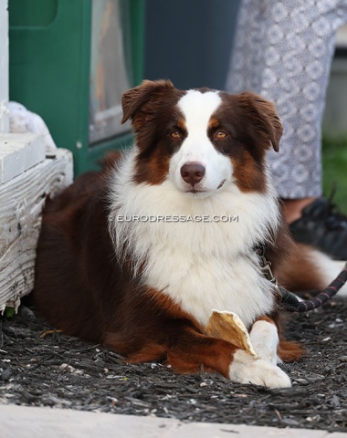 Dog