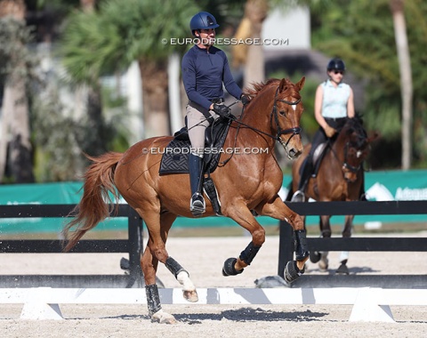 Austin Webster on the Belgian bred KWPN gelding Nashville van de Nethe (by Secret x Polarion) 
