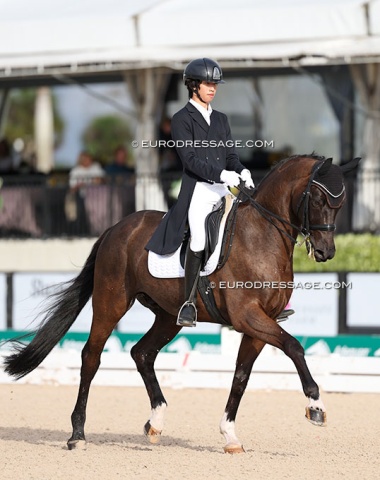 China's Gu Zhanzhoa preparing for the Asian Championships and Games at Hof Kasselmann. He rides Shakespeare (by Sancisco x Lomber)