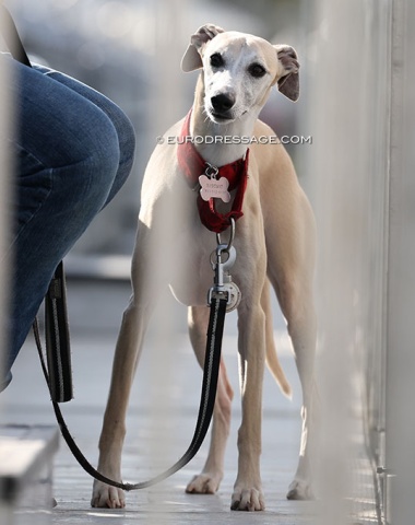 Whippet Biscuit behind bars