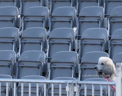 Dog days in Wellington