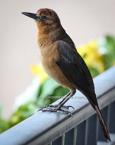 Grackle