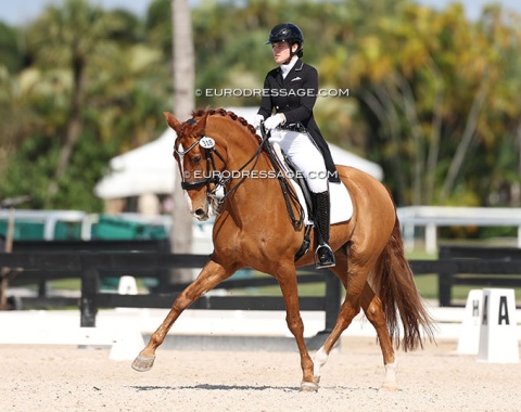 Another familiar face: Charlotte Chalvignac's Lusitano mare Elice, now owned and ridden by Danielle Leiner
