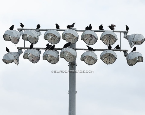 The Birds