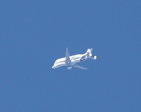 This came floating by: Airbus Beluga cargo plane