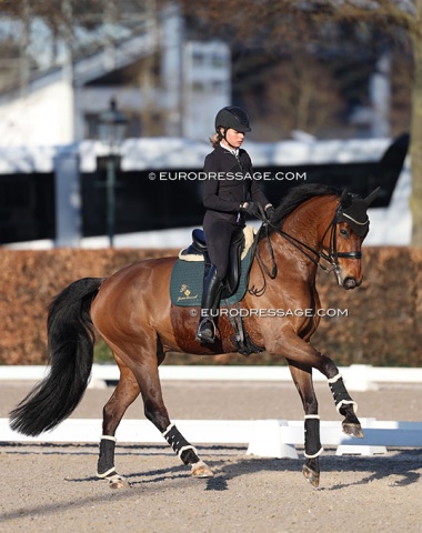 Laura Strobel schooling Sissy Max-Theurer's Flying Dancer (by Furst Romancier x Sir Donnerhall)