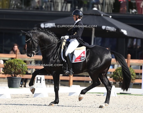 Charlotte Lenherr on stallion Dettori (by Desperado x De Niro). The very talented horse was spooky and "testosterony" (screaming) in the Grand Prix. Off with his balls ;)