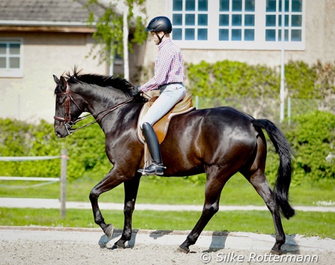 „Even when working at advanced level one should ride the horse forward in working posture again and again“ -- (Richard Wätjen, Dressurreiten / Dressage Riding)