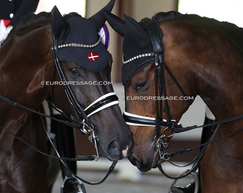 Sparaday and Blue Hors Elliott say hello