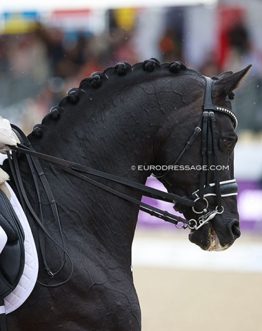 Zonik Plus is bred out of a Hanoverian broodmare which was bought at the Klosterhof Medingen auction