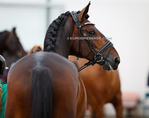 Mexican owned Lusitano Quebra Mar