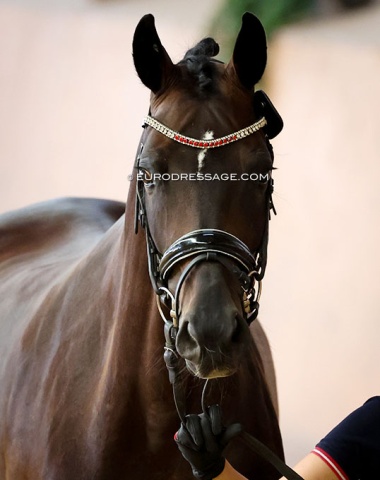 Austrian browband for Stella's Highlight MFG