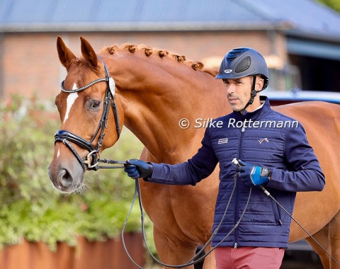 France’s Sultan (by Sarotti Mokka Sahne x Weltmeyer I) on the way to the vet-check
